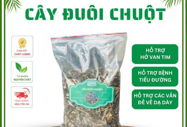 Cây Đuôi Chuột (Mạch Lạc) loại 1, đặc biệt – Hỗ trợ hở van tim, đường huyết, dạ dày