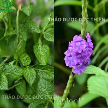 Cận cảnh cây hoa mạch lạc cây đuôi chuột hoa tím