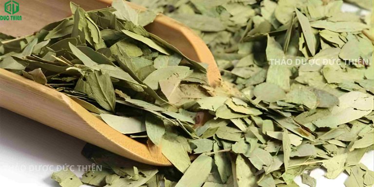 Cận cảnh lá phan tả diệp sấy khô giữ nguyên màu xanh, không vụn nát, đạt chuẩn dược liệu sạch