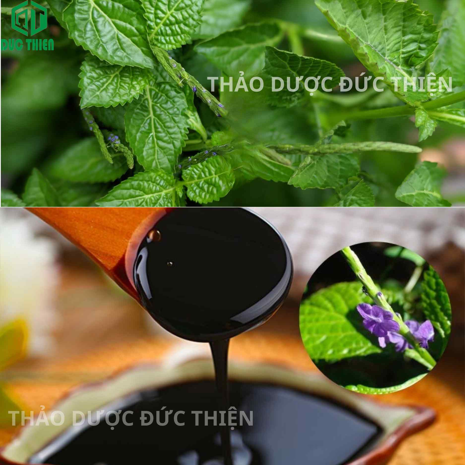 Cây đuôi chuột dùng nấu cao hỗ trợ sức khỏe