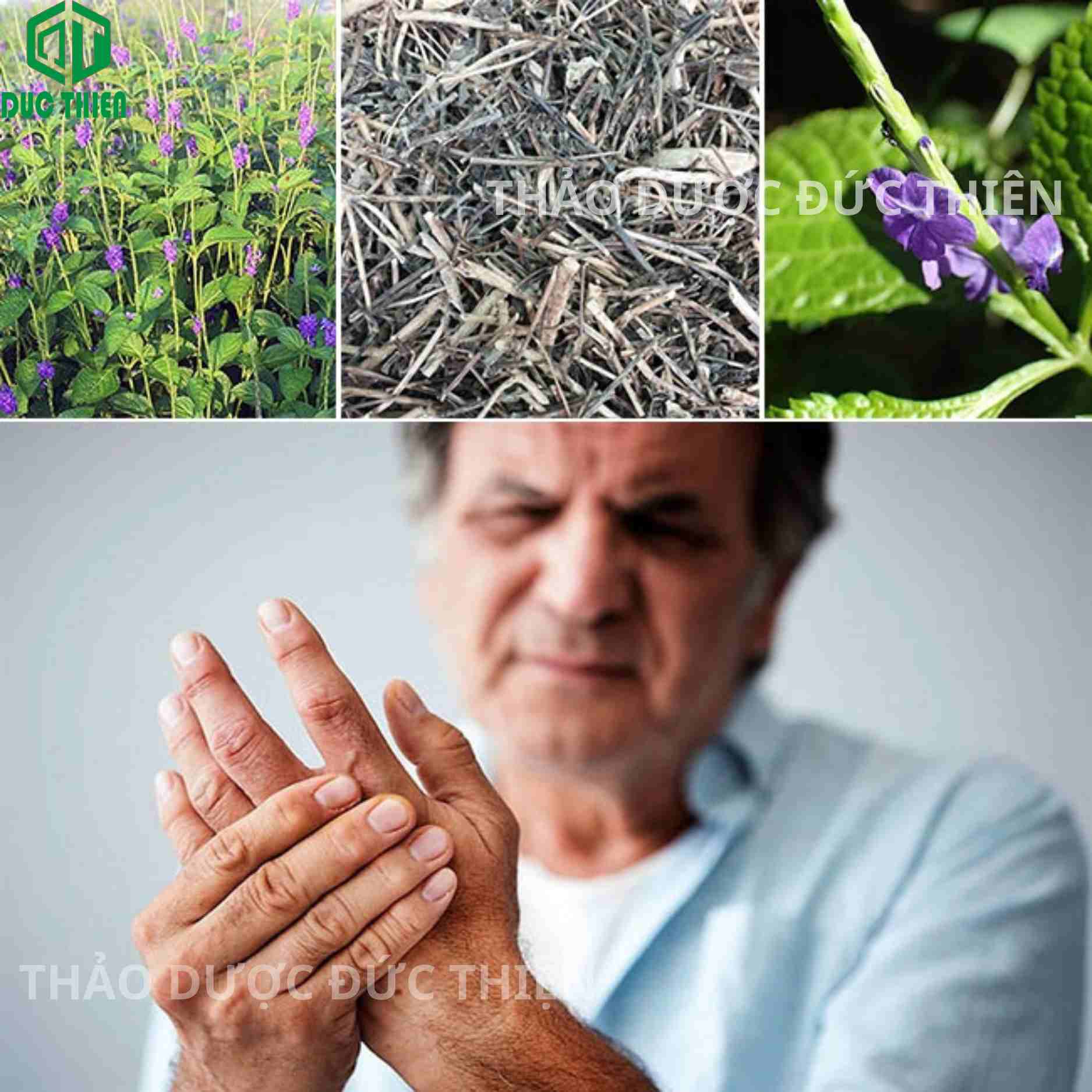 Tác dụng của cây đuôi chuột trong việc hỗ trợ điều trị đau nhức xương khớp ở người già