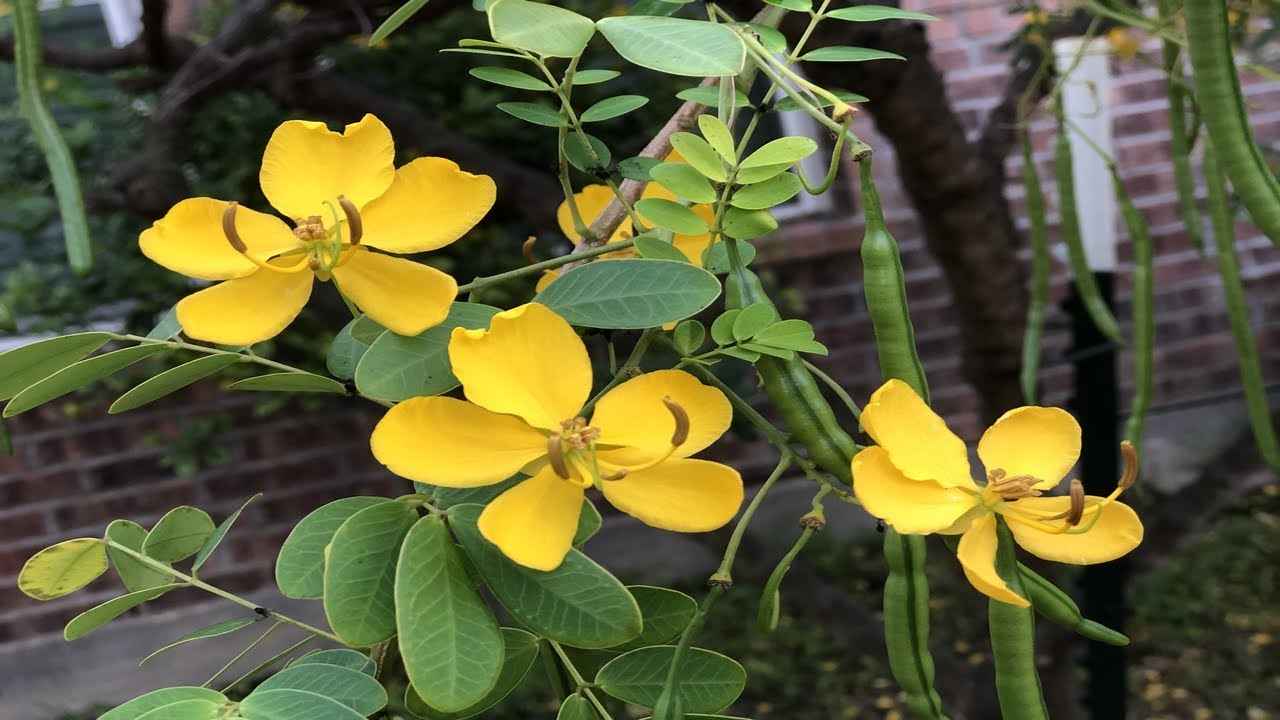 Hình ảnh cây phan tả diệp tươi Nguồn gốc của dược liệu vàng