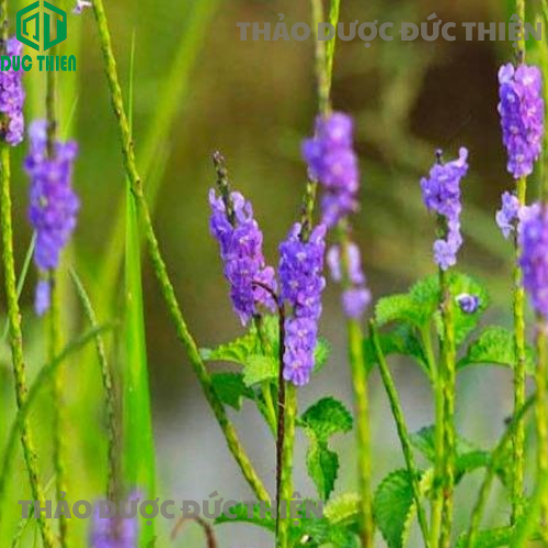 cay-duoi-chuot-hoa-tim-mac-lac-tuoi-tai-vuon-nguon-goc