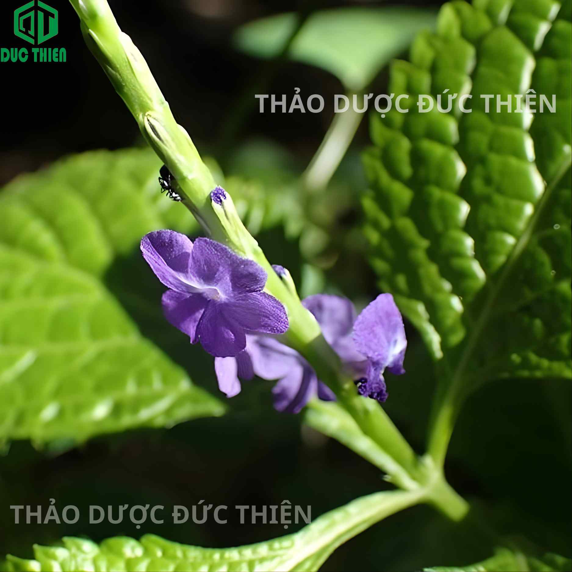 Đặc điểm lá của cây đuôi chuột