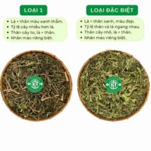 phan-biet-cay-duoi-chuot-loai-1-va-loai-dac-biet