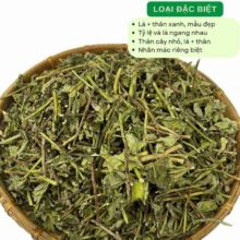 mua-cay-duoi-chuot-o-dau-uy-tin-chat-luong