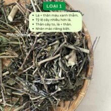 phan-loai-cay-duoi-chuot-loai-1-than-la-to