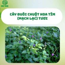 hinh-anh-cay-duoi-chuot-hoa-tim-tuoi-tai-vuon