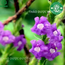 Hoa cây đuôi chuột tím tự nhiên