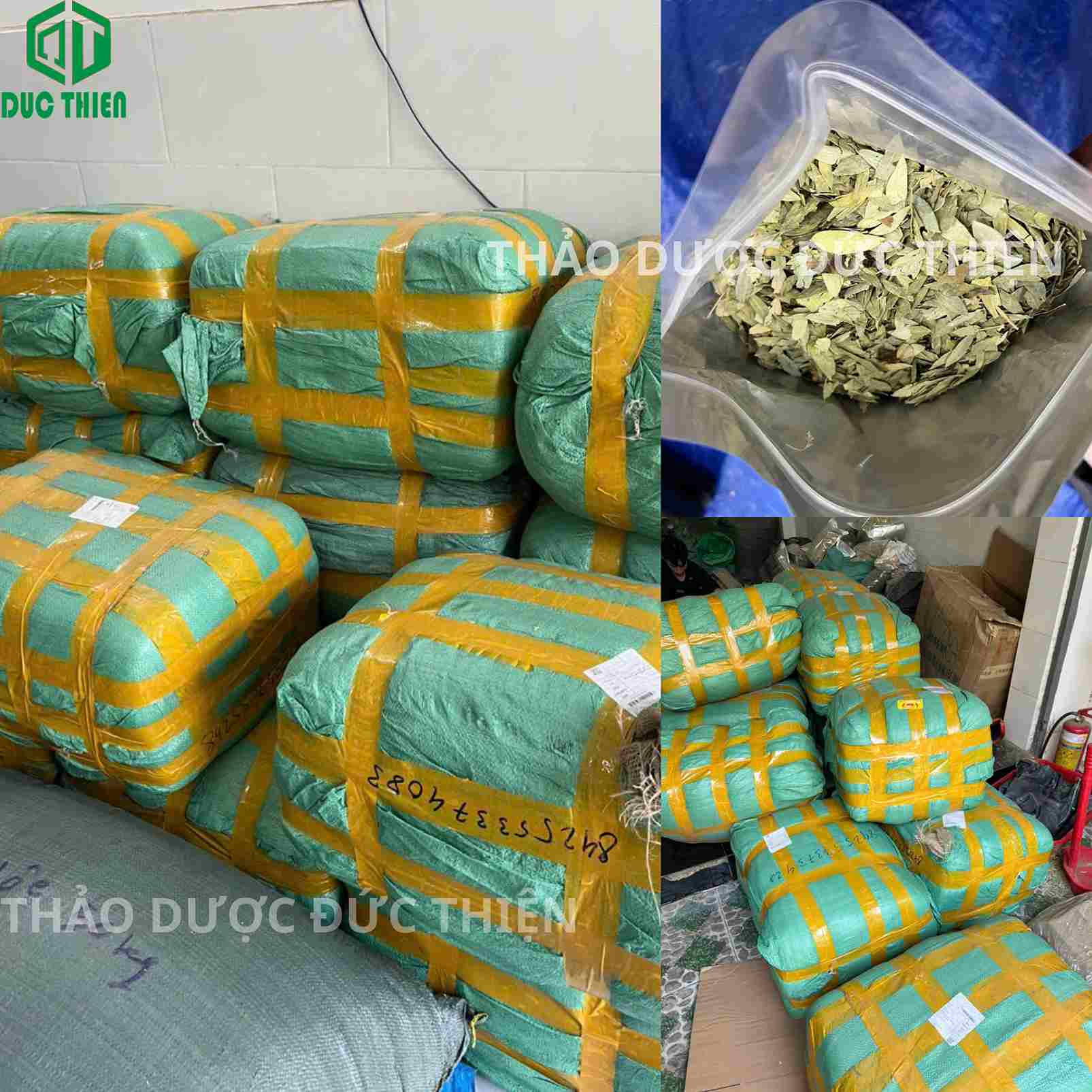 Kho hàng phan tả diệp khô số lượng lớn tại TPHCM chuyên cung cấp sỉ cho các nhà thuốc và đại lý