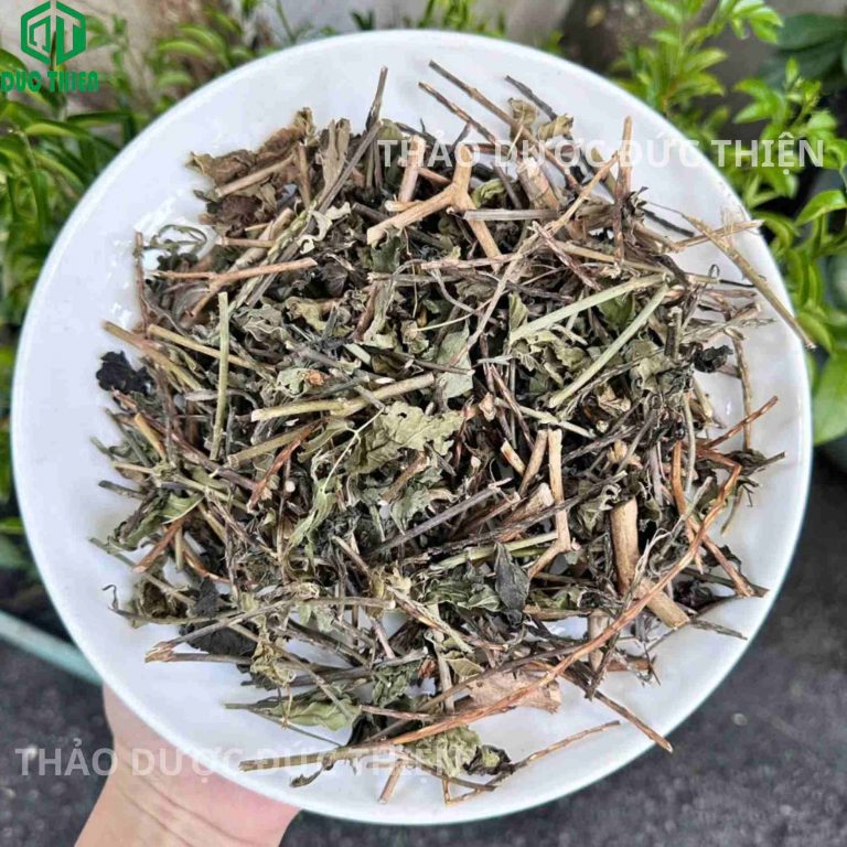 Cây đuôi chuột khô, cây mạch lạc thảo dược Đức Thiện