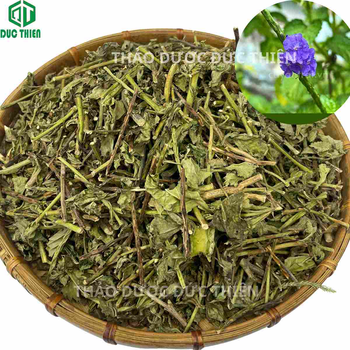 Mua cây đuôi chuột ở đâu uy tín