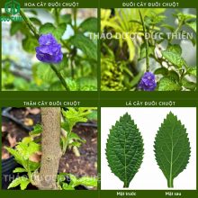 Phân biệt cây đuôi chuột quả thân lá và hoa