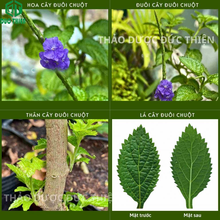 Phân biệt cây đuôi chuột quả thân lá và hoa