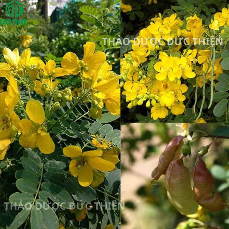 Hình ảnh cây phan tả diệp tự nhiên với hoa màu vàng và quả giáp đặc trưng giúp nhận biết dược liệu chuẩn