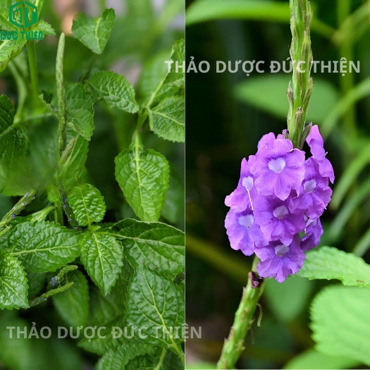 cây đuôi chuột, cây mạch lạc hoa tím