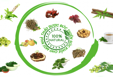 BÍ MẬT CỦA DIỆP HẠ CHÂU: THANH NHIỆT, LÀM MÁT GAN, GIẢM MEN GAN HIỆU QUẢ