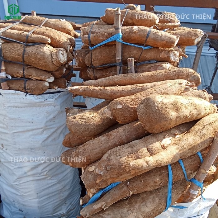 Vận chuyển củ sắn dây tươi số lượng lớn về xưởng sản xuất Đức Thiện