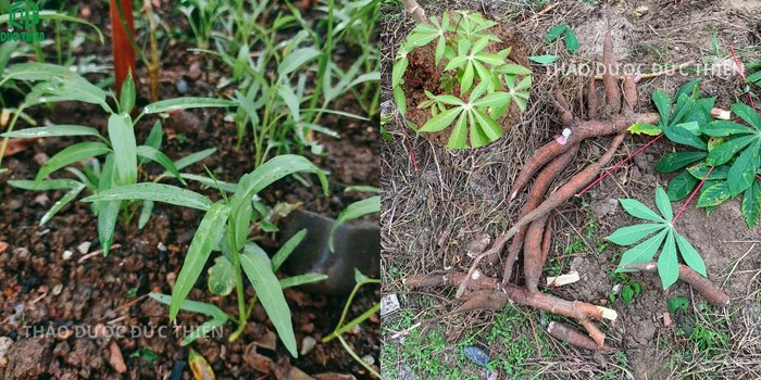 Cây sắn dây và củ sắn dây tươi vừa được thu hoạch dính đất