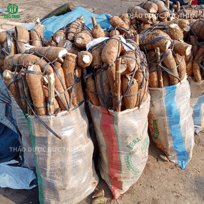 Thu hoạch củ sắn dây tươi số lượng lớn tại vùng nguyên liệu