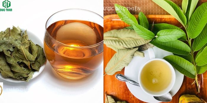 So sánh lá ổi tươi và lá ổi khô cùng nước sắc giúp trị tiểu đường và huyết áp.