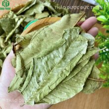 Cận cảnh lá ổi khô vẫn giữ được màu xanh đặc trưng nhờ quy trình sấy lạnh hiện đại.
