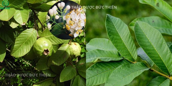 Hình ảnh cây ổi, lá ổi non và quả ổi tươi ngoài vườn giúp nhận diện dược liệu chuẩn.