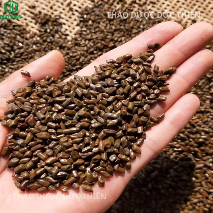 Hình ảnh hạt thảo quyết minh (hạt muồng) sao vàng, thành phần quan trọng trong trà lá nam giúp nhuận tràng, sáng mắt và ngủ ngon.