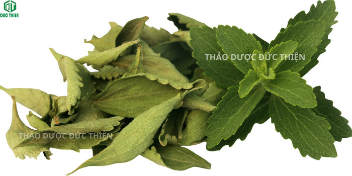Hình ảnh so sánh lá cỏ ngọt tươi và khô giúp nhận biết dược liệu chuẩn của Thảo Dược Đức Thiện