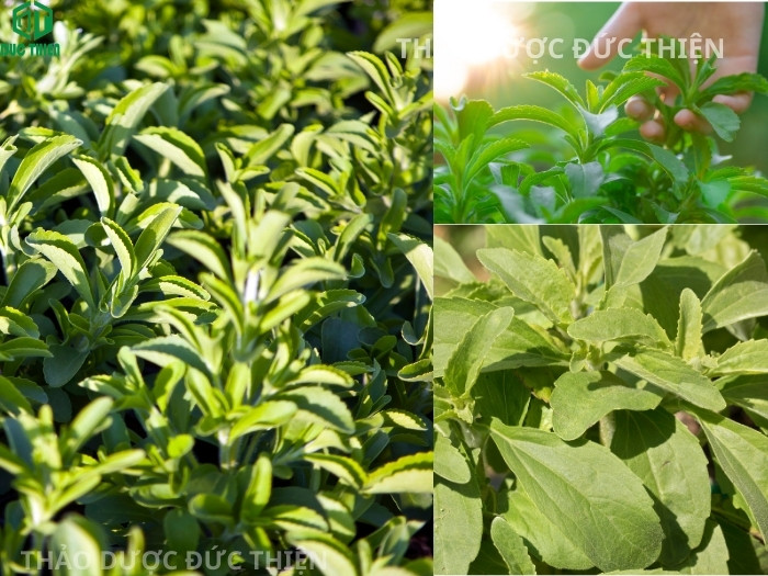 Cây cỏ ngọt tươi Stevia rebaudiana được chăm sóc và thu hái thủ công để làm thuốc