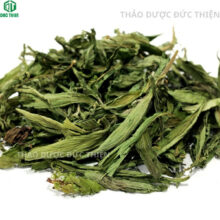 Cận cảnh lá cỏ ngọt sấy lạnh giữ nguyên màu xanh và dược tính hỗ trợ điều trị huyết áp cao