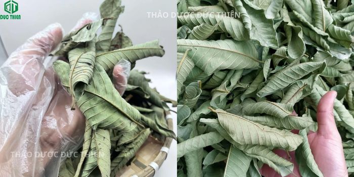 Cận cảnh lá ổi khô nguyên chất được phơi khô tự nhiên, giữ màu xanh sạch tại Đức Thiện.
