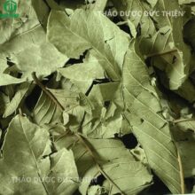 Sử dụng lá ổi khô đúng cách giúp hỗ trợ điều trị mỡ máu, giảm cân và ổn định đường huyết hiệu quả.