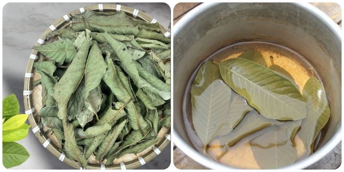 Lá ổi khô được đun nước uống giúp điều trị tiêu chảy và các bệnh về đường ruột hiệu quả.