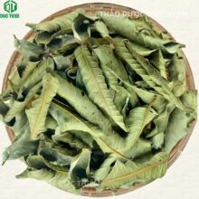 Mẹt lá ổi phơi khô sạch sẽ tại Thảo Dược Đức Thiện, cam kết không chất bảo quản.