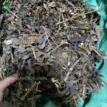 Kho lá tía tô khô số lượng lớn, hàng mới sấy còn nguyên mùi thơm