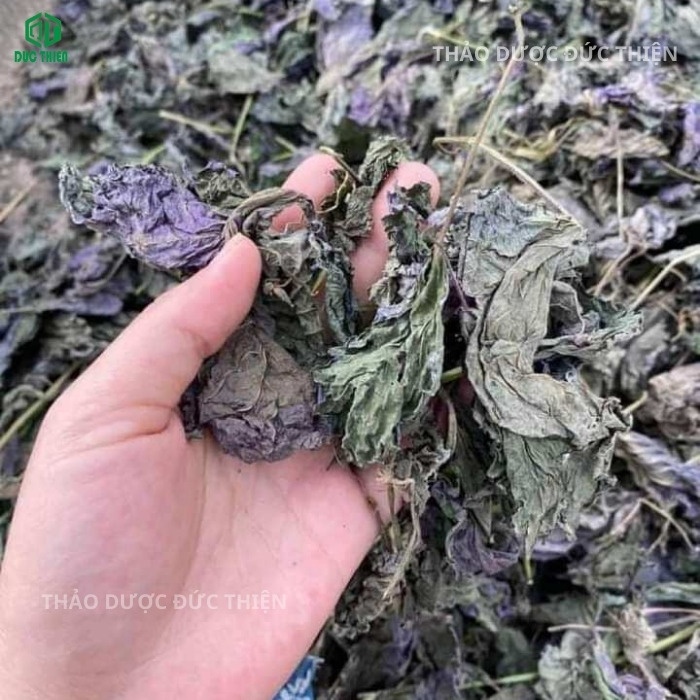 Cận cảnh lá tía tô khô giữ được màu tím đặc trưng của dược liệu