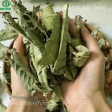 Hình ảnh dược liệu lá ổi khô trên tay, địa chỉ mua lá ổi khô uy tín và chất lượng.
