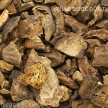Cận cảnh phần thịt quả kha tử khô đã tách hạt dùng để ngậm trực tiếp hoặc sắc uống trị viêm họng