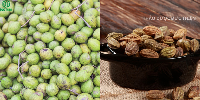 So sánh hình ảnh quả chiêu liêu (kha tử) tươi và khô chuẩn dược liệu dùng trong đông y