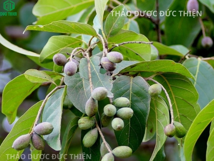 Chùm quả kha tử tươi mọc trên cây tại vùng trồng dược liệu sạch tự nhiên