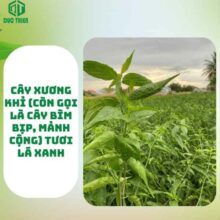 phan-biet-cay-xuong-khi-that-gia-than-re