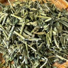 hinh-anh-cay-xuong-khi-tuoi-tai-vuon-nguon-goc