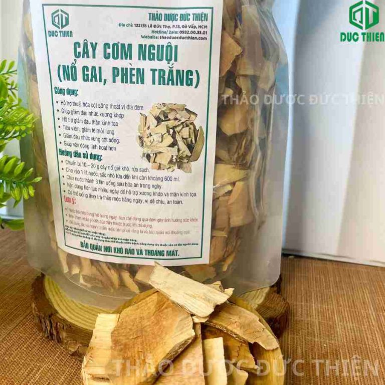 Cây nổ gai là khắc tinh của bệnh gai cột sống và thoái hóa