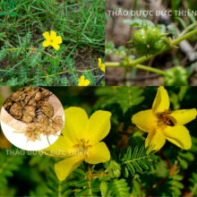 Cận cảnh gai bạch tật lê khô nguyên chất chứa hoạt chất Protodioscin kích thích Testosterone