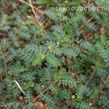 Hình ảnh cây bạch tật lê tươi mọc tự nhiên tại vùng đất cát miền Trung Việt Nam