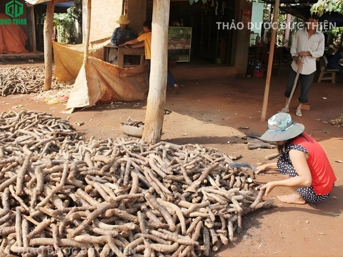 Quy trình sơ chế và cách chế biến thiên niên kiện từ củ tươi sang lát khô đảm bảo vệ sinh và dược tính.