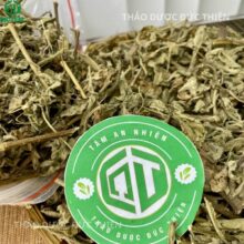 Cây cải trời khô là dược liệu vàng cho người bị bướu cổ, viêm hạch và các bệnh ngoài da.