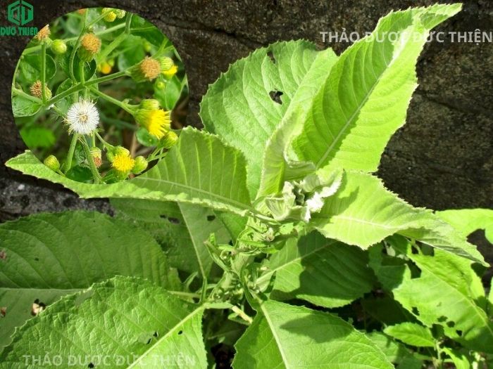 Hình ảnh cây cải trời tươi nhận biết qua hoa vàng và lớp lông tơ trắng mịn bao phủ toàn thân.