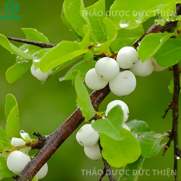 Hình ảnh cây nổ gai (cơm nguội) tươi trong tự nhiên.